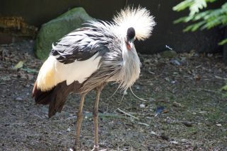 Balearica pavonina - Kronenkranich (Westafrikanischer Pfauenkranich, Schwarzhals-Pfauenkranich)